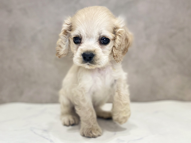 千葉県のアメリカンコッカースパニエル (ペッツファーストららぽーとTOKYO-BAY店/2025年12月4日生まれ/女の子/バフ)の子犬の1枚目の画像