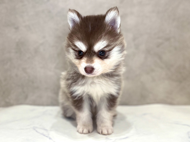 千葉県のハーフ犬・ミックス犬 (ペッツファーストららぽーとTOKYO-BAY店/2025年12月2日生まれ/女の子/チョコレートホワイト)の子犬の1枚目の画像