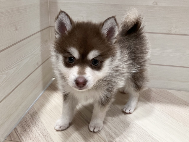 東京都のハーフ犬・ミックス犬 (ペッツファースト豊洲店/2025年12月2日生まれ/女の子/チョコレートホワイト)の子犬の1枚目の画像