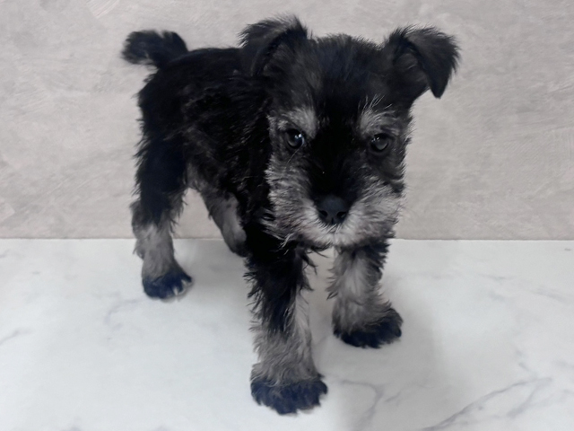 埼玉県のミニチュアシュナウザー (ペッツファースト岩槻店/2025年12月4日生まれ/男の子/ソルトペッパー)の子犬の1枚目の画像