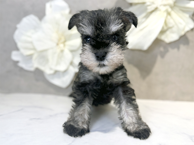 ミニチュアシュナウザー