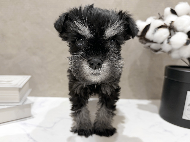 大阪府のミニチュアシュナウザー (ペッツファースト難波店/2025年12月4日生まれ/男の子/ブラックシルバー)の子犬の1枚目の画像