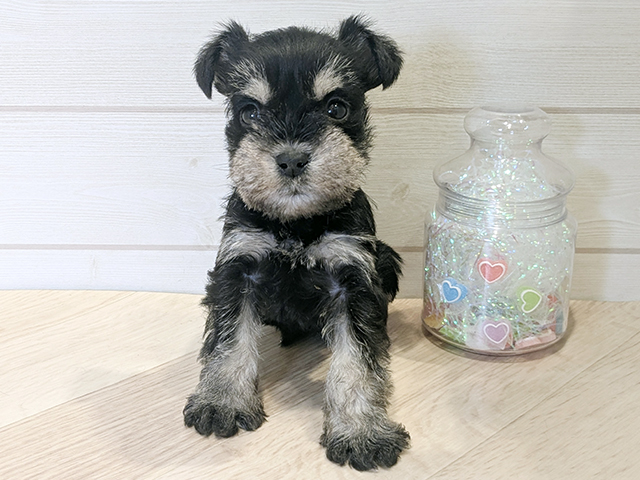 ミニチュアシュナウザー