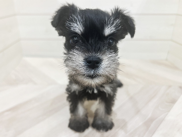 福岡県のミニチュアシュナウザー (ペッツファースト福岡天神店/2025年12月4日生まれ/女の子/ブラックシルバー)の子犬
