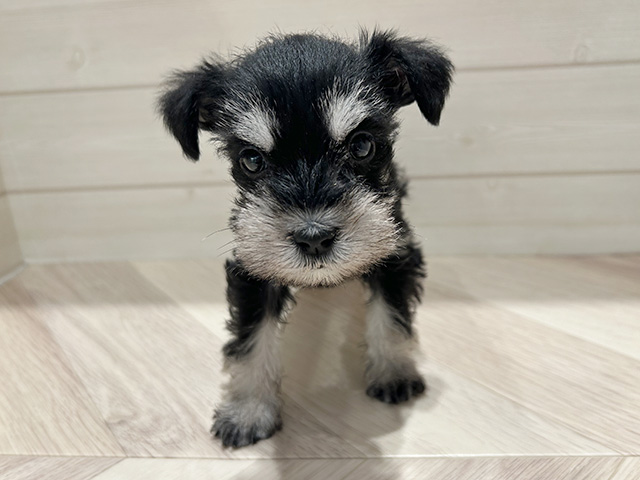 ミニチュアシュナウザー