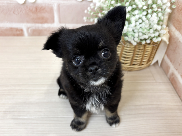 鹿児島県のチワワ(ロング) (ペッツファースト鹿児島店/2025年12月4日生まれ/女の子/ブラックタンホワイト)の子犬