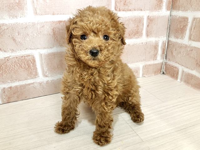千葉県のトイプードル(タイニー) (ペッツファースト流山おおたかの森店/2025年12月4日生まれ/男の子/レッド)の子犬