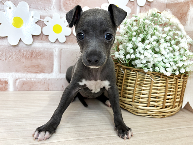 イタリアングレーハウンド