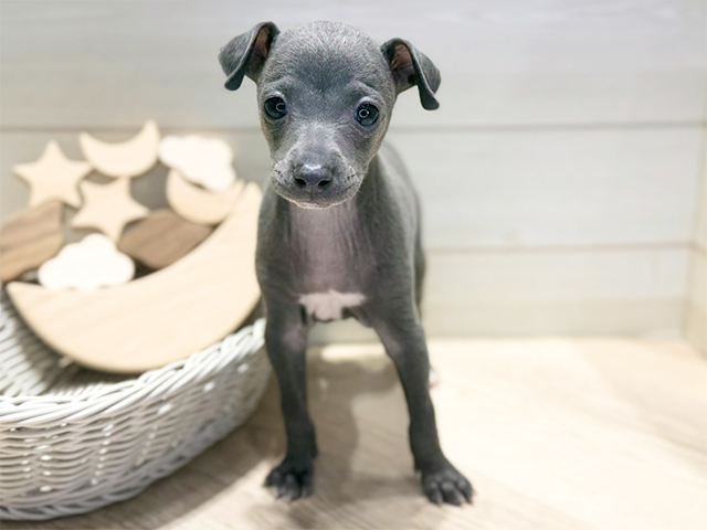 群馬県のイタリアングレーハウンド (ペッツファースト高崎店/2025年12月4日生まれ/女の子/ブルー)の子犬