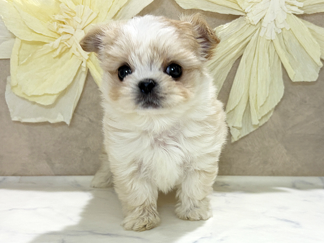 兵庫県のチワマル/マルチワ(チワワ×マルチーズ) (ペッツファースト神戸三宮センター街店/2025年12月4日生まれ/女の子/クリームホワイト)の子犬の1枚目の画像