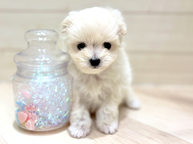 大阪府のポメプー(ポメラニアン×プードル) (ペッツファーストららぽーと門真店/2025年12月1日生まれ/男の子/クリームホワイト)の子犬の1枚目の画像