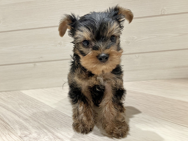 ヨークシャーテリア