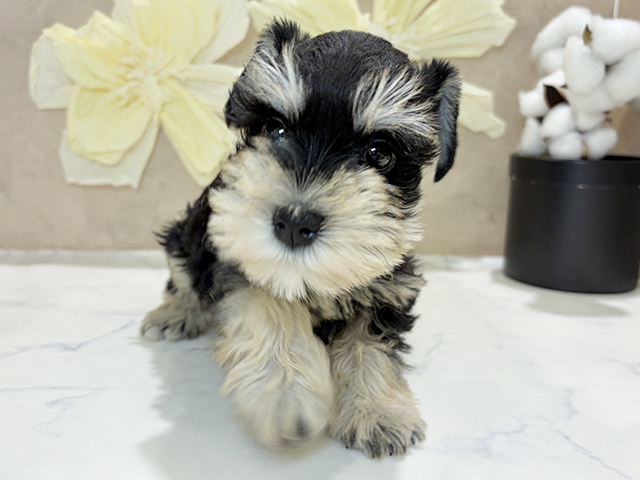 2025年12月3日生まれのミニチュアシュナウザー