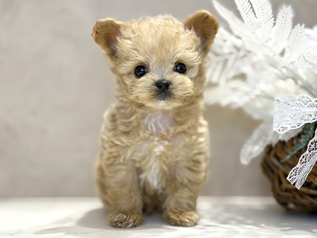 大阪府のチワプー/プーチー(チワワ×プードル) (ペッツファースト茶屋町店/2025年12月4日生まれ/男の子/アプリコット)の子犬の1枚目の画像