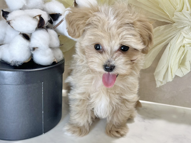 兵庫県のマルプー(マルチーズ×プードル) (ペッツファースト神戸三宮センター街店/2025年12月4日生まれ/男の子/アプリコット)の子犬