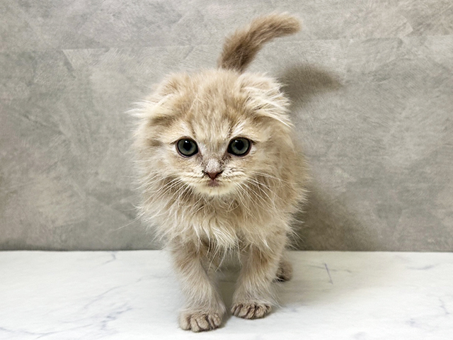 愛知県のスコティッシュフォールド (ペッツファースト一宮店/2025年11月27日生まれ/男の子/クリームタビー)の子猫の1枚目の画像