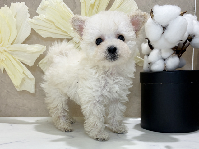 兵庫県のトイプードル(タイニー) (ペッツファースト神戸三宮センター街店/2025年12月2日生まれ/男の子/ホワイト)の子犬の1枚目の画像