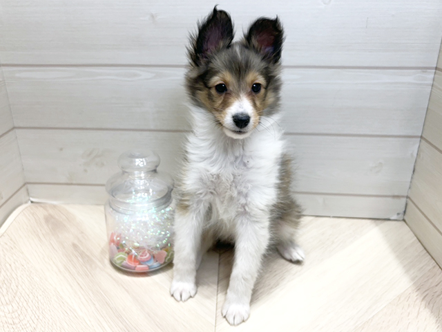 広島県のシェットランドシープドッグ (ペッツファースト広島府中店/2025年12月3日生まれ/女の子/セーブルホワイト)の子犬