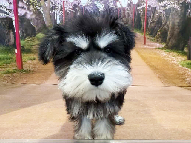 埼玉県のミニチュアシュナウザー (ペッツファースト与野店/2025年12月7日生まれ/男の子/ブラックシルバー)の子犬の1枚目の画像