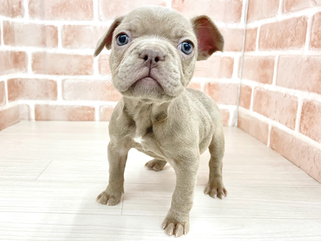 東京都のフレンチブルドッグ (ペッツファースト八王子多摩美大前店/2025年11月19日生まれ/女の子/イザベラ)の子犬