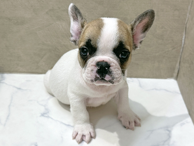 福岡県のフレンチブルドッグ (ペッツファースト福津店/2025年12月5日生まれ/男の子/パイド)の子犬