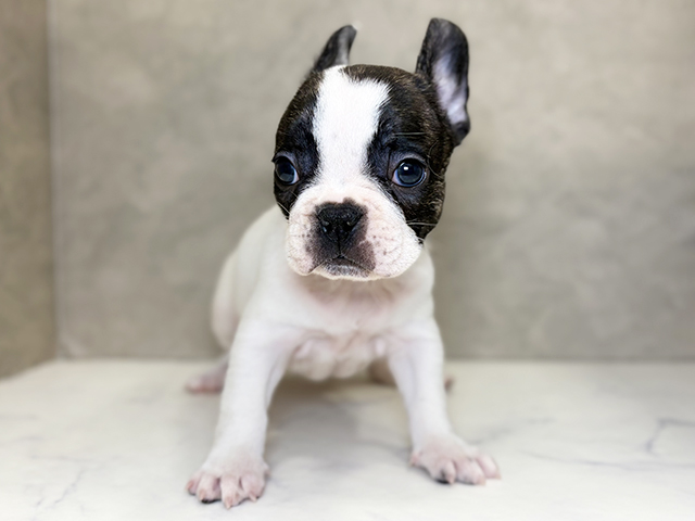 フレンチブルドッグ