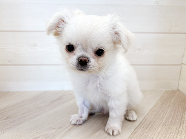 千葉県のチワペキ/ペキチー/ペキチワ(チワワ×ペキニーズ) (ペッツファースト市川コルトンプラザ店/2025年12月5日生まれ/男の子/クリーム)の子犬の1枚目の画像