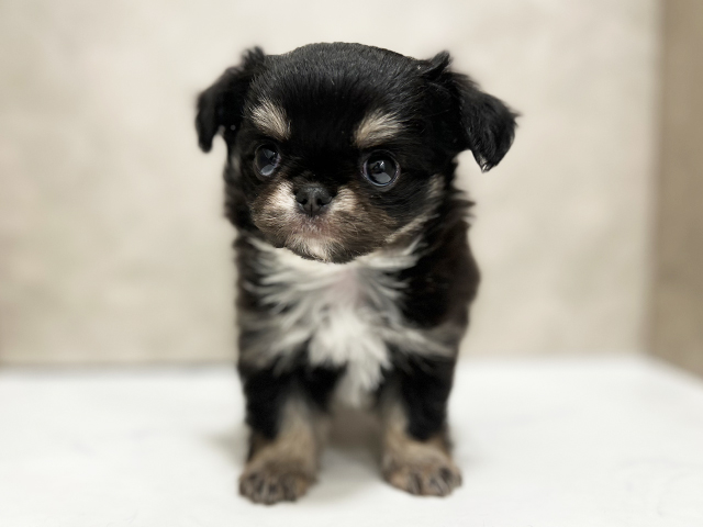 東京都のチワペキ/ペキチー/ペキチワ(チワワ×ペキニーズ) (ペッツファースト池袋店/2025年12月5日生まれ/女の子/ブラックタンホワイト)の子犬の1枚目の画像