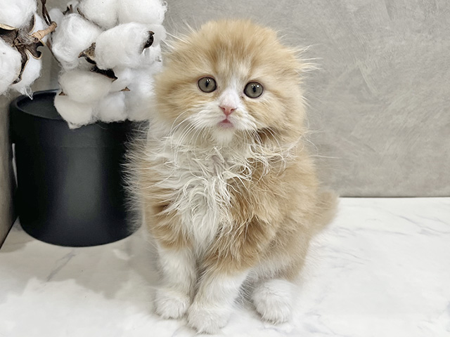 愛知県のスコティッシュフォールド (ペッツファースト名古屋栄店/2025年12月5日生まれ/女の子/レッドタビーホワイト)の子猫の1枚目の画像