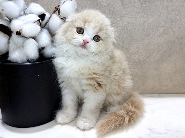 スコティッシュフォールド