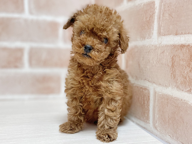 大阪府のトイプードル(タイニー) (ペッツファースト高槻店/2025年12月5日生まれ/男の子/レッド)の子犬の1枚目の画像