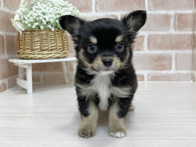 2025年12月5日生まれのチワワ(ロング)