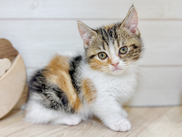 東京都のマンチカン (ペッツファースト昭島店/2025年12月4日生まれ/女の子/ブラウンパッチドタビーホワイト)の子猫