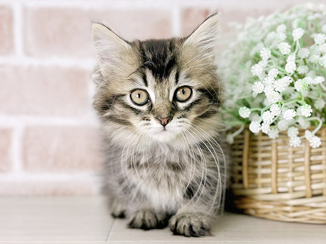 京都府のマンチカン (ペッツファースト京都店/2025年12月4日生まれ/女の子/ブラウンタビー)の子猫の1枚目の画像