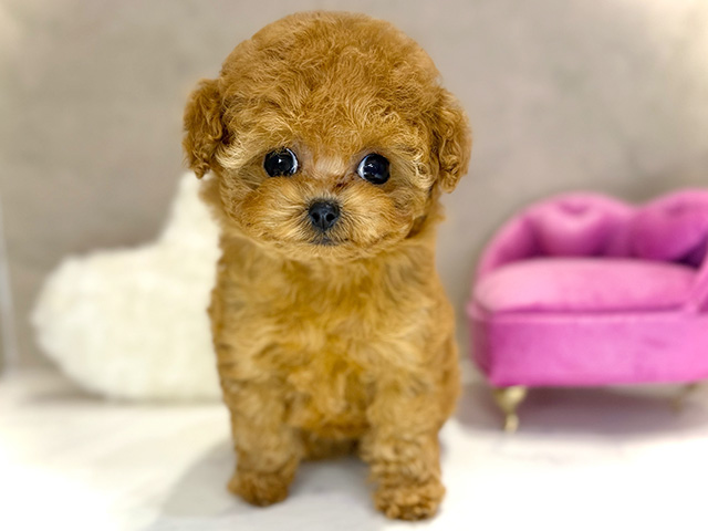 大阪府のトイプードル(ティーカップ) (ペッツファースト茶屋町店/2025年12月3日生まれ/女の子/レッド)の子犬の1枚目の画像