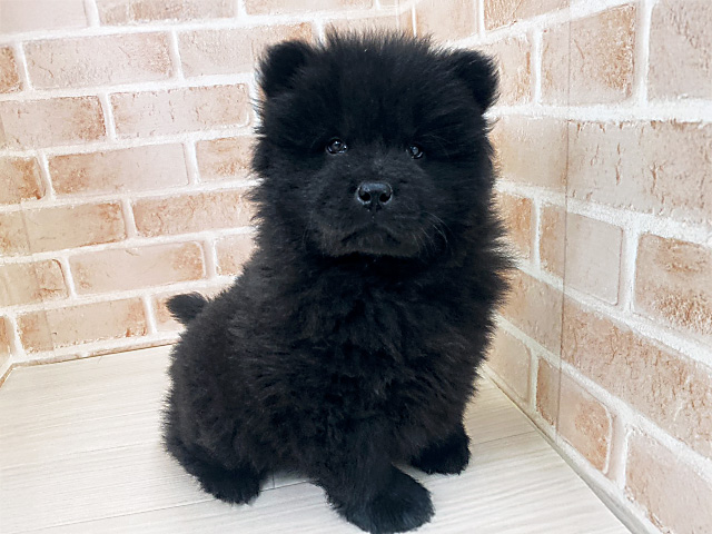 埼玉県のチャウチャウ (ペッツファーストさいたま新都心店/2025年12月6日生まれ/男の子/ブラック)の子犬