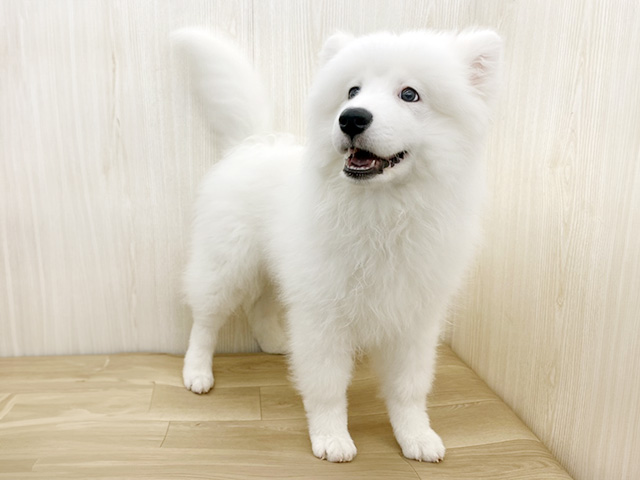 埼玉県のサモエド (ペッツファースト三郷店/2025年12月5日生まれ/女の子/ホワイト)の子犬の1枚目の画像