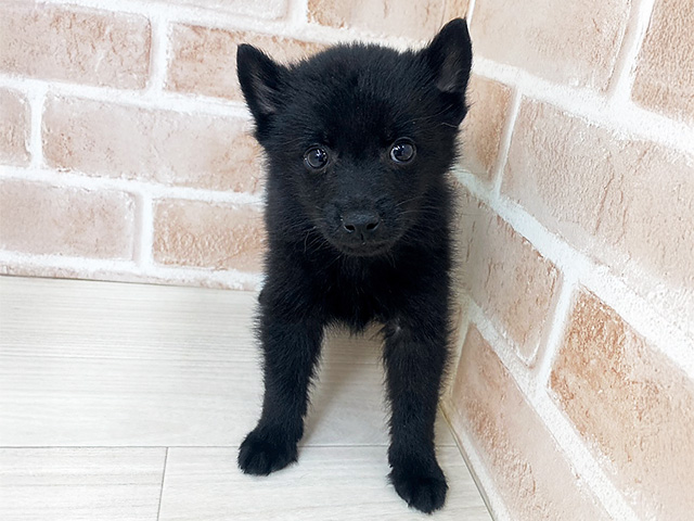 埼玉県のシッパーキー (ペッツファーストさいたま新都心店/2025年12月7日生まれ/男の子/ブラック)の子犬