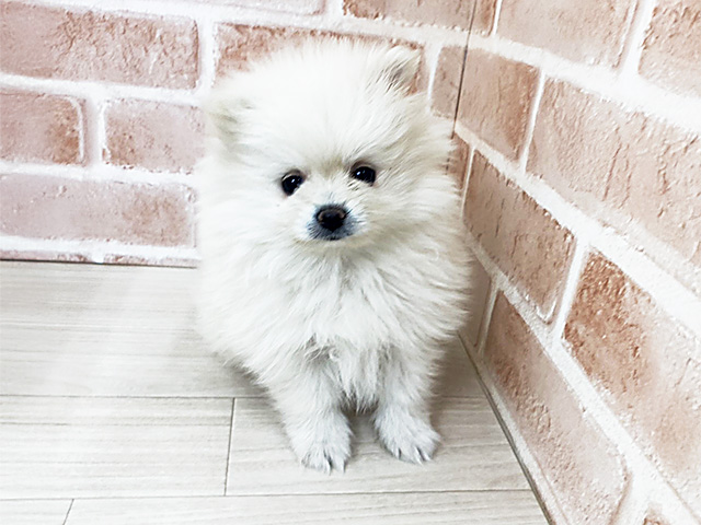 埼玉県のポメラニアン (ペッツファーストさいたま新都心店/2025年12月6日生まれ/女の子/クリーム)の子犬