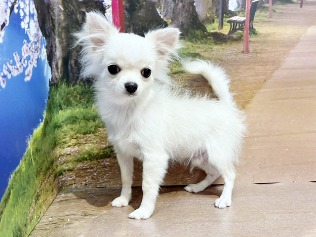 埼玉県のチワワ(ロング) (ペッツファースト与野店/2025年10月4日生まれ/男の子/クリームホワイト)の子犬の1枚目の画像