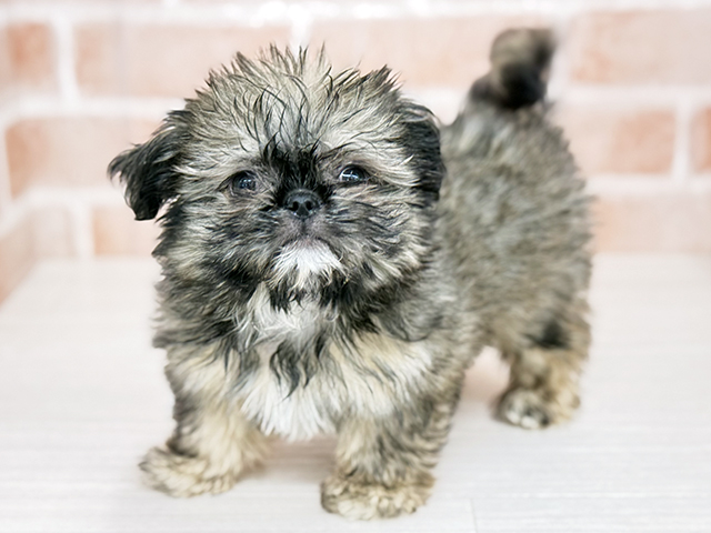 東京都のチワズー/チワシーズ(チワワ×シーズー) (ペッツファースト八王子多摩美大前店/2025年11月13日生まれ/女の子/フォーン)の子犬の1枚目の画像