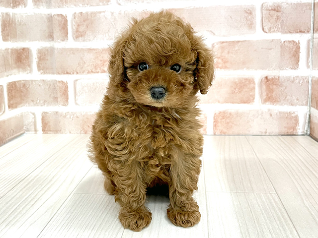 東京都のトイプードル(トイ) (ペッツファースト八王子多摩美大前店/2025年12月1日生まれ/男の子/レッド)の子犬の1枚目の画像