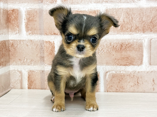 東京都のチワワ(ロング) (ペッツファースト八王子多摩美大前店/2025年12月1日生まれ/男の子/ブルーマール)の子犬