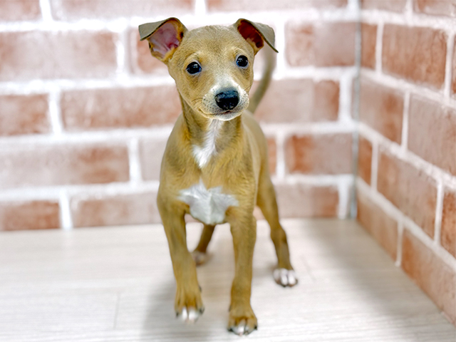 東京都のイタリアングレーハウンド (ペッツファースト八王子多摩美大前店/2025年11月25日生まれ/男の子/フォーンホワイト)の子犬の1枚目の画像