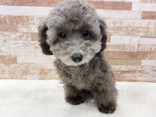 京都府のトイプードル(トイ) (ペッツファースト京都八幡店/2025年10月28日生まれ/男の子/シルバー)の子犬の1枚目の画像