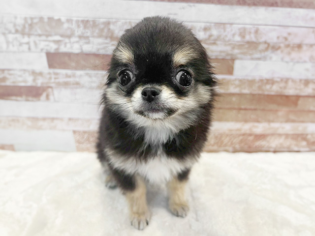 京都府のチワワ(ロング) (ペッツファースト京都八幡店/2025年11月20日生まれ/男の子/ブラックタン)の子犬の1枚目の画像