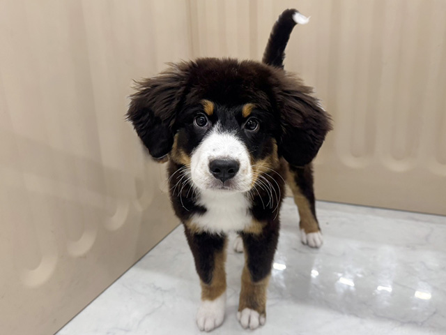 神奈川県のバーニーズマウンテンドッグ (ペッツファースト湘南平塚店/2025年12月6日生まれ/女の子/ブラックラストホワイト)の子犬の1枚目の画像