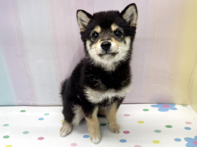 神奈川県の豆柴 (ペッツファースト湘南平塚店/2025年12月6日生まれ/女の子/黒)の子犬の1枚目の画像
