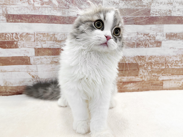 京都府のスコティッシュフォールド (ペッツファースト京都八幡店/2025年11月28日生まれ/男の子/ブルータビーホワイト)の子猫の1枚目の画像