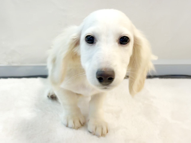 京都府のミニチュアダックスフンド(ロング) (ペッツファースト京都八幡店/2025年11月26日生まれ/男の子/イエロー)の子犬の1枚目の画像